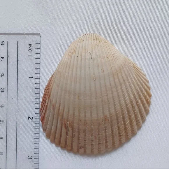 Lot of 14 Medium and Large Sea Shells 2.5" to 4" Cockle, Cowrie, Conch, Snail - Picture 14 of 14